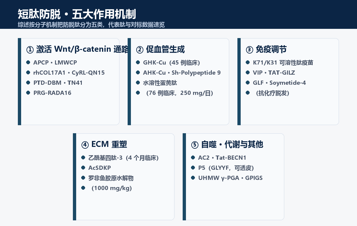 短肽防脱五大作用机制图谱：Wnt通路、促血管生成、免疫调节、ECM重塑、自噬代谢