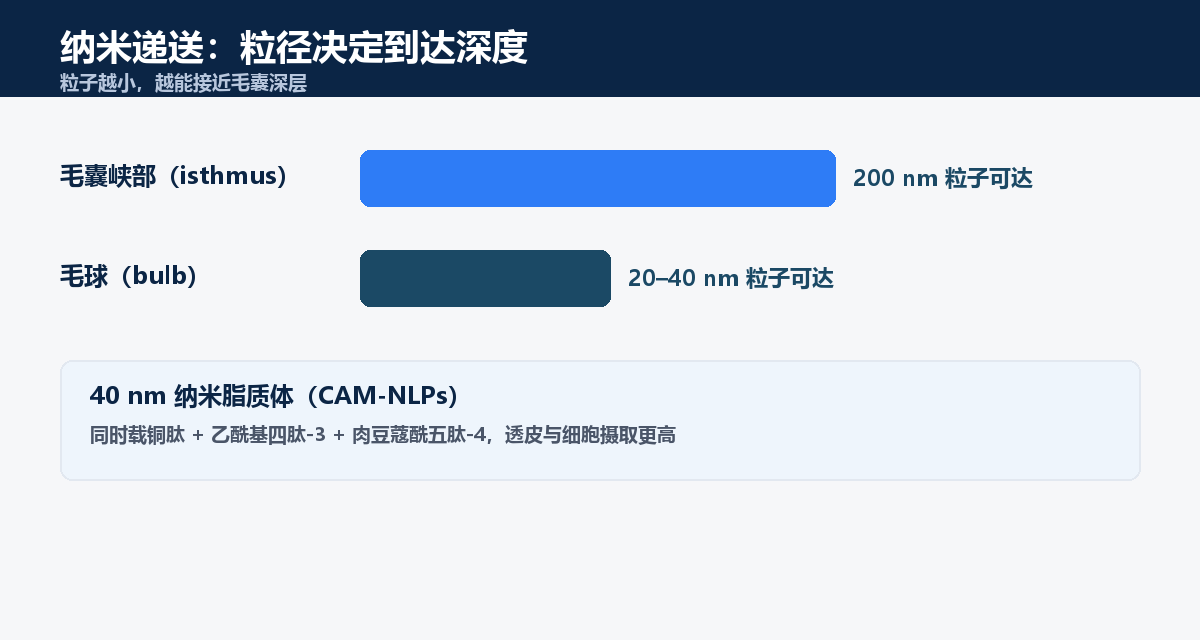 纳米递送粒径与毛囊深度：200纳米粒子可达峡部，20-40纳米粒子可达毛球