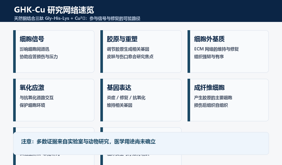 GHK-Cu 研究网络速览：细胞信号、胶原重塑、细胞外基质、抗氧化、基因表达、成纤维细胞